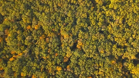 Autumn forest Stock Footage 96327819