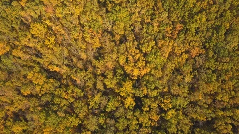 Autumn forest Stock Footage 96347033