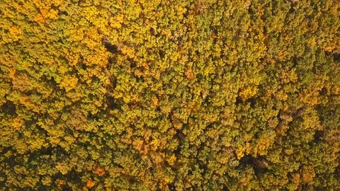 Autumn forest Stock Footage 96347281
