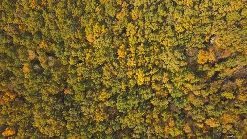Autumn forest Stock Footage 96348219
