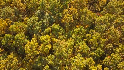 Autumn forest Stock Footage 96348286