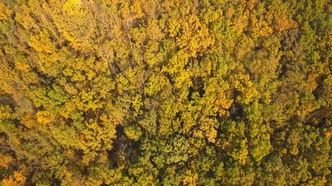 Autumn forest Stock Footage 96350592