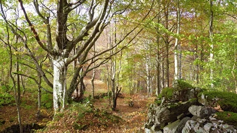 Autumn forest Stock-Footage 96372173
