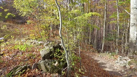 Autumn forest Stock Footage 96377557