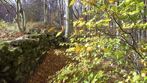 Autumn forest Stock Footage 96424669