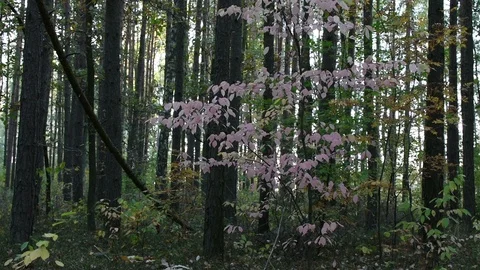 Autumn in the forest  Stock Footage 96442333