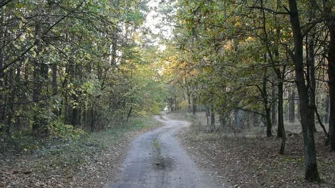 Autumn in the forest  스톡 동영상 96442418