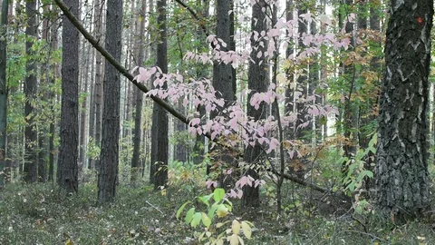 Autumn in the forest  Stock Footage 96442439
