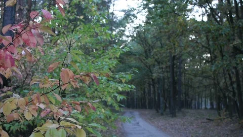 Autumn in the forest  Stock Footage 96442892