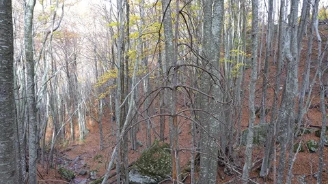 Autumn forest Stock Footage 96616670