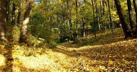 Autumn in the forest Stock Footage 96682292