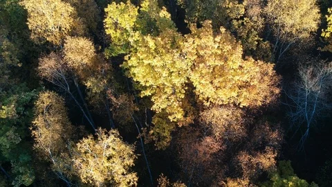 Autumn forest Stock Footage 96827588