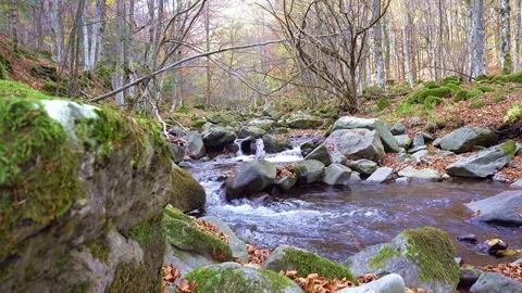 Autumn forest Stock-Footage 96833774