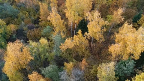 Autumn forest Stock Footage 96847468