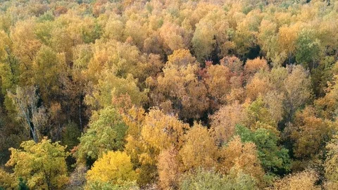 Autumn forest Stock Footage 96848401