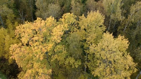 Autumn forest Stock Footage 96999190