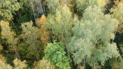 Autumn forest Stock Footage