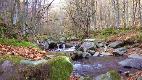 Autumn forest Stock Footage 97098889