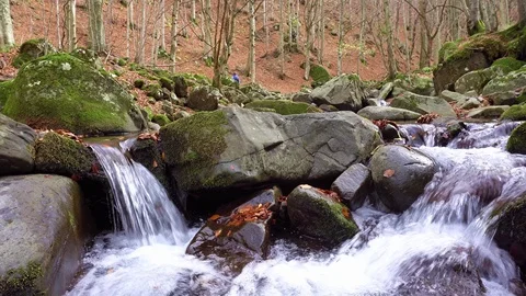 Autumn forest Stock Footage 97104315
