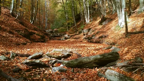 Autumn forest Stock Footage 97119424