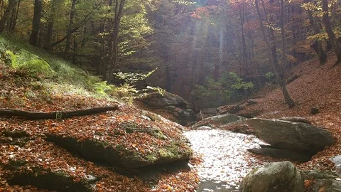 Autumn forest Stock Footage 97123448