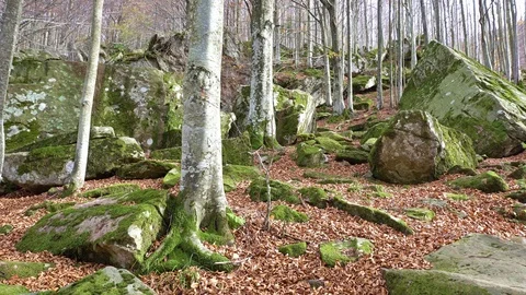 Autumn forest Stock-Footage 97269722