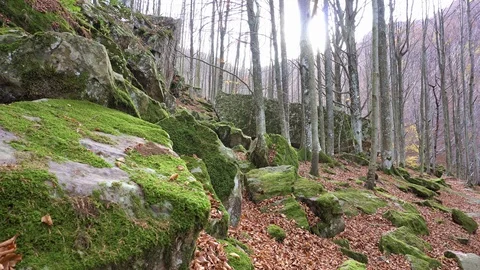 Autumn forest Stock Footage 97338013