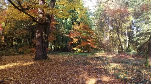 Autumn forest Video stock 97345966