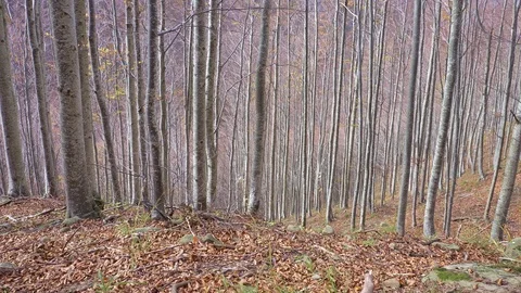 Autumn forest Stock Footage 97383803