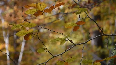 Autumn forest Stock Footage 97958549