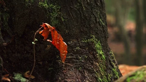 Autumn forest Video stock 98062253