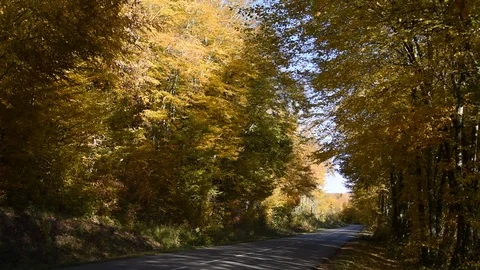 Autumn forest Stock Footage 98092878