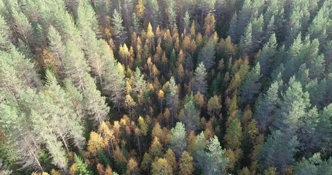 Autumn forest Stock Footage 99507684