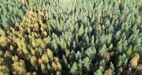 Autumn forest Stock Footage 99507806