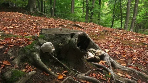 Autumn forest Stock-Footage 100399628