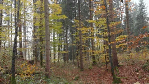 In the autumn forest Stock Footage 100782587