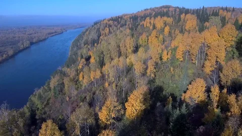 Autumn forest Video stock 103982459