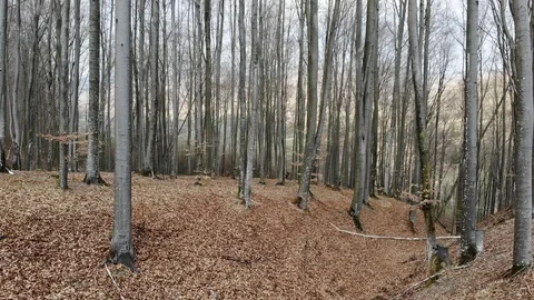 Autumn forest Stock Footage 105881433