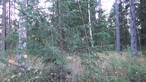 Autumn in the forest Stock Footage 106700359