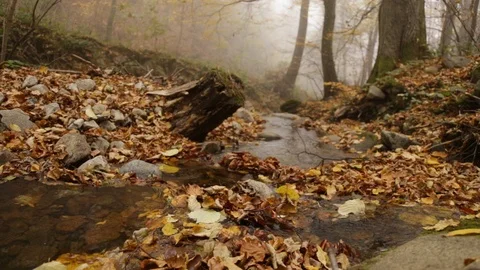 Into autumn forest Vídeo Stock 110806480