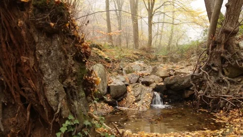 Autumn in forest Stock-Footage 110806843