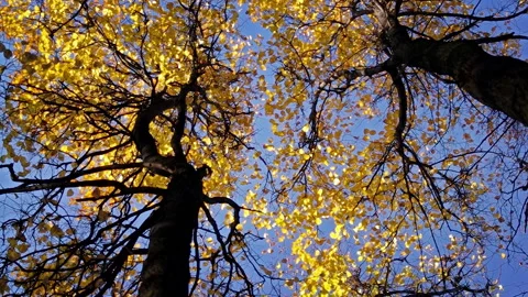 Autumn Forest Stock Footage 116168806