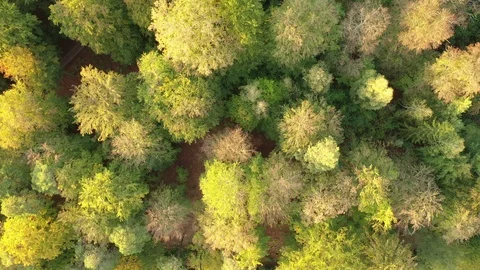 Autumn forest Stock Footage 117227557