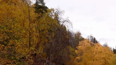 Autumn forest Stock Footage 117997875