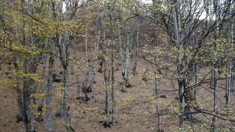 Autumn forest Stock Footage 118982534