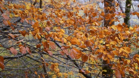Autumn forest Video stock 119178710