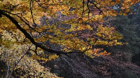 Autumn forest Stock Footage 119181377