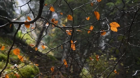 Autumn forest Stock Footage 119181588