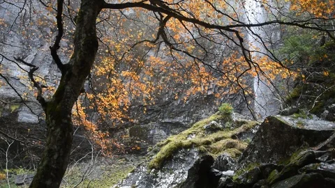 Autumn forest Stock Footage 119181696