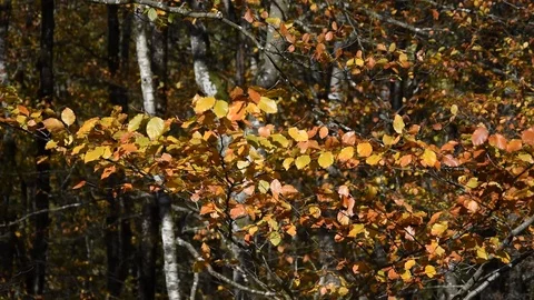 Autumn forest Stock Footage 119633136